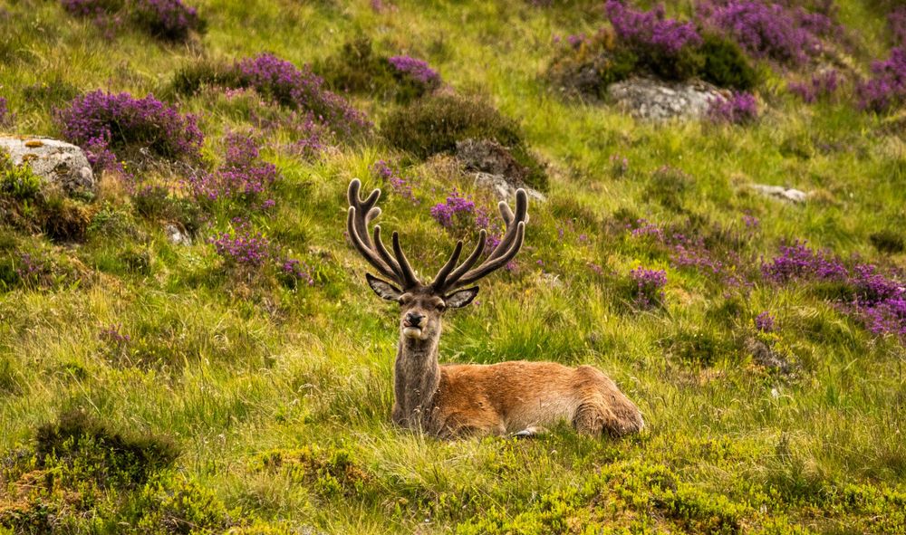 Deer at Loch Muick, Scotland