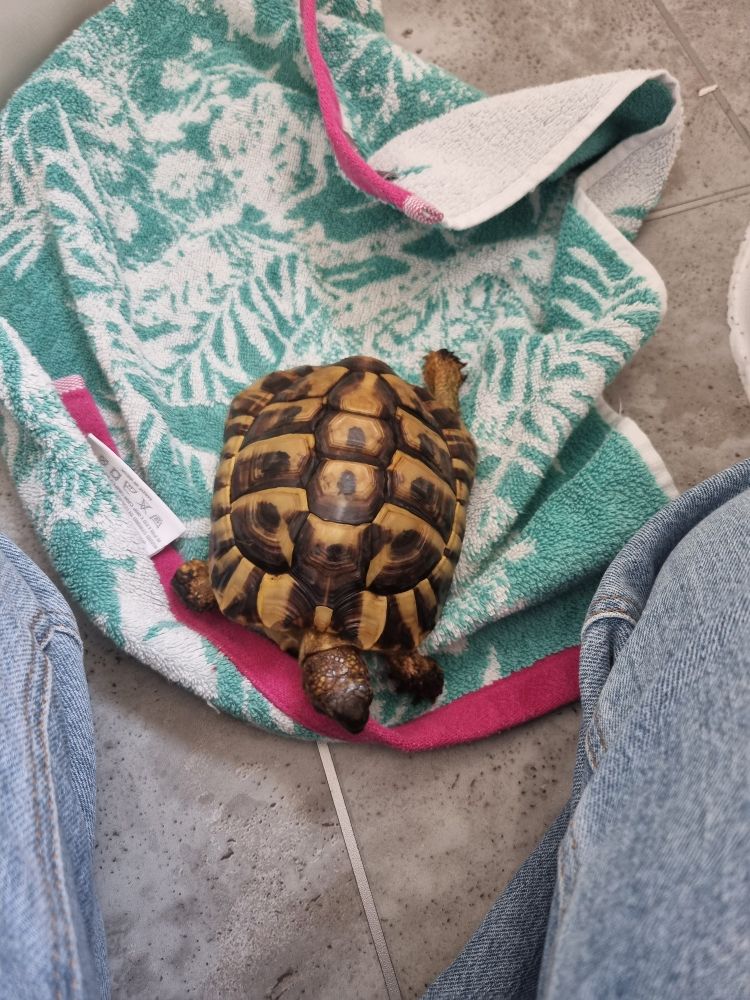 A small tortoise fresh from a bath, on top of a patterned towel. 