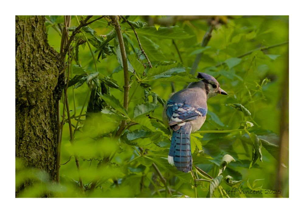 A Blue Jay with back to the photographer looking to the right of the frame. Its blue plummage contrasts nicely with the green foliage. Taken at Wawanosh Wetlands area. 