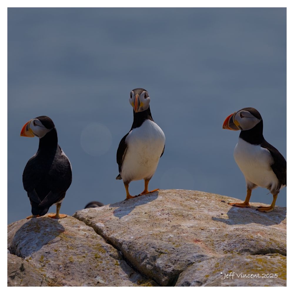 Three Atlantic Puffins perched on rocks at Cape Bonavista. The Puffin on the left has its back to the camera, the middle Puffin is facing the camera, and the bird on the right is in partial profile looking left. Taken at Cape Bonavista lighthouse on Sunday.