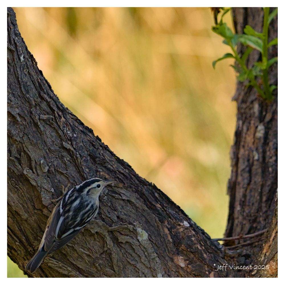 A Black-and-white Warbler perched on a tree trunk looking for insects. A small black and white striped bird and a lifer for me. Taken at Manuals, CBS, Newfoundland this past Friday.