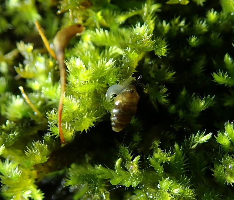 A tiny snail about the size of a pencil lead is climbing on bright green moss