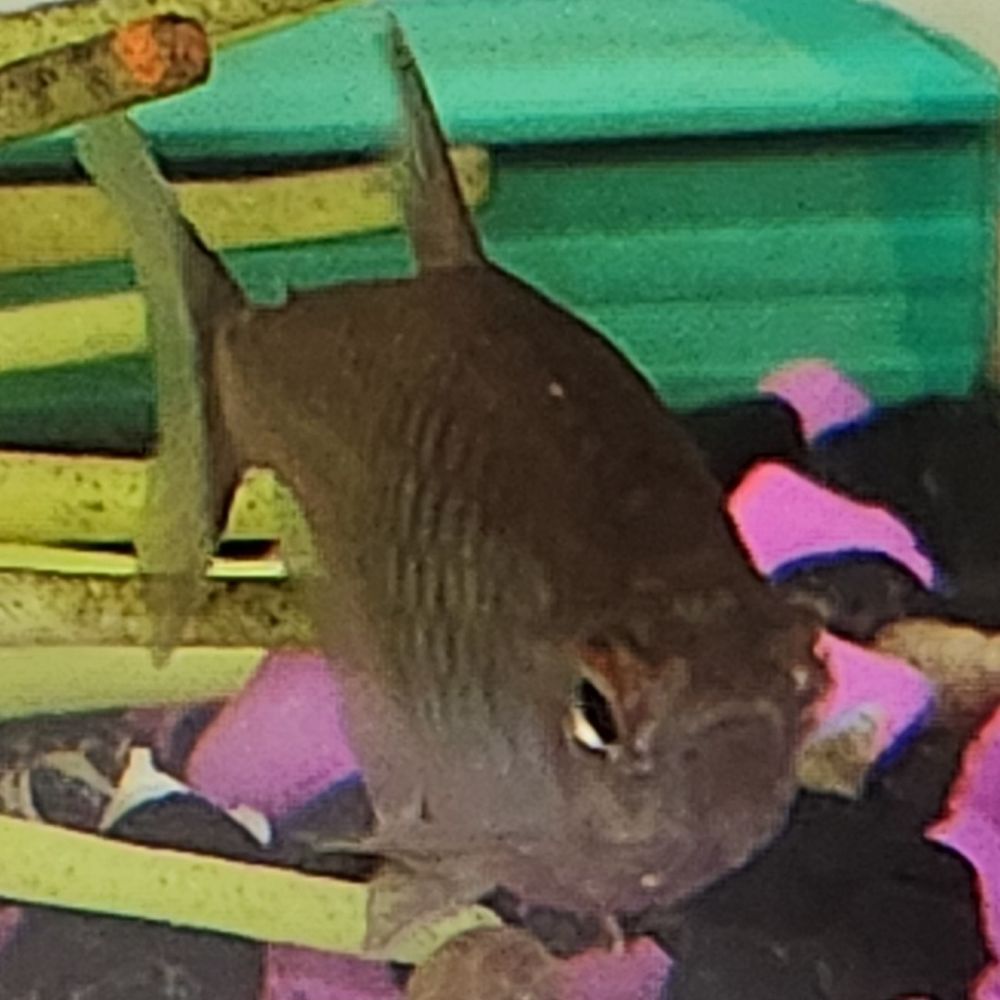 A grey fish looks diagonally at the camera. He has a visible frown.