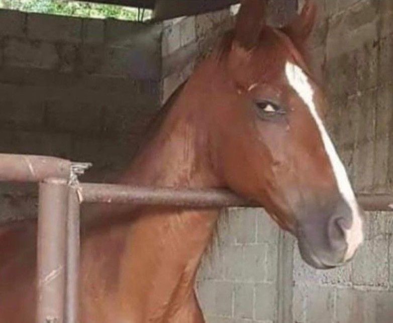 A very suspicious looking horse