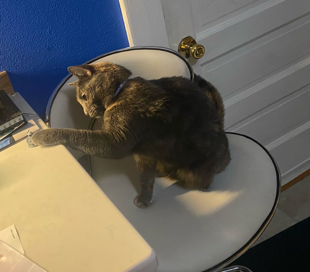 Grey cat with brown markings and attitude, sitting in a chair by the white counter, tapping a d20 with her paw, VERY. Close to the edge of the counter.