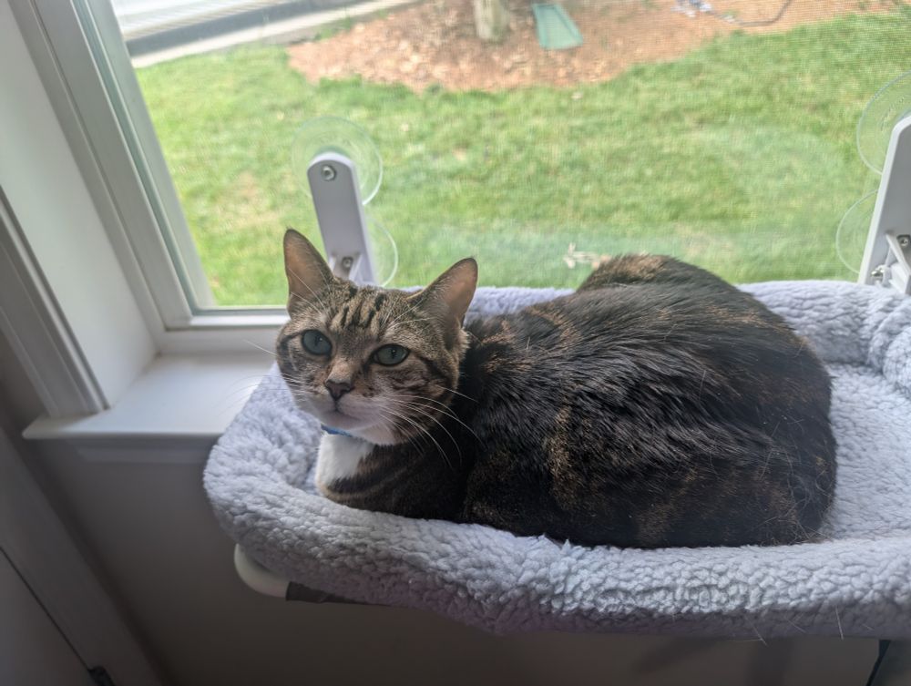 Photo of Nala, an adult cat with brown tabby coloring on most of her head & body and a white chin & chest. She is curled up like a loaf in a gray fleece bed that is suction cupped to the window, looking at the photographer. Behind her out the window, green grass is visible along with a hint of the landscaping from a neighboring house.