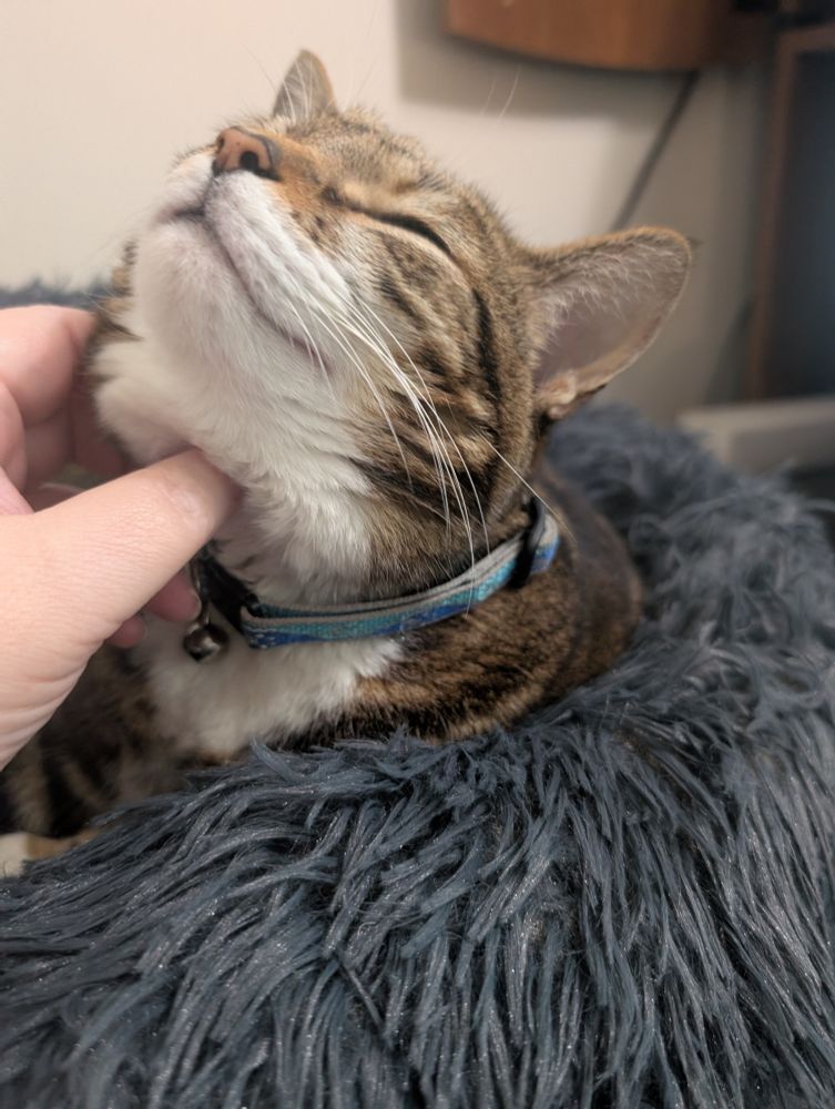A brown & grey tabby cat with a white chin & chest and eyes closed receives pets in a fluffy gray cat bed on top of a desk.
