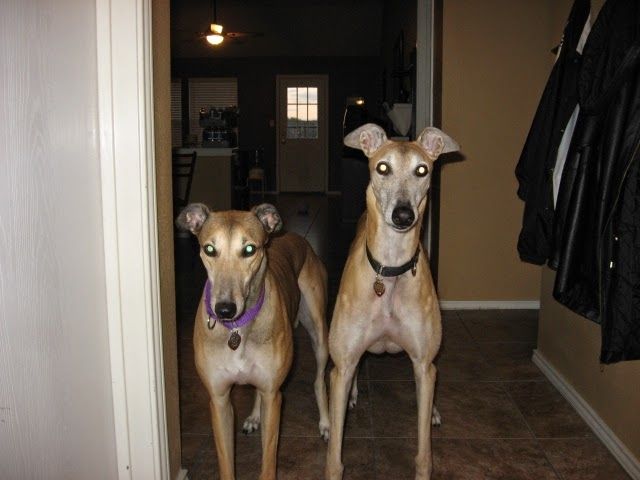 A photo of two adult greyhound dogs in the tiled entryway of a home. The dog on the left is a female named Clear The Way a Last Word (Lassie), red fawn in color with a purple collar. The dog on the right is a male named Gable Junior (Junior), fawn in color with a black collar. Coats are hung to the side of the hallway.