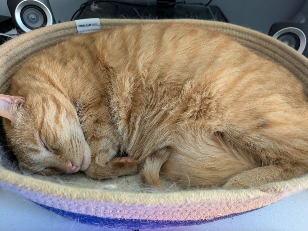 An orange cat curled up in a cat bed