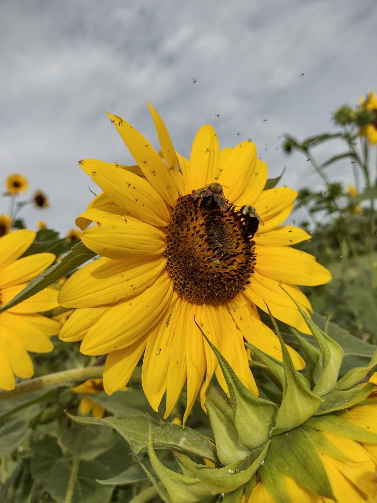 Sunflower with two bees on it