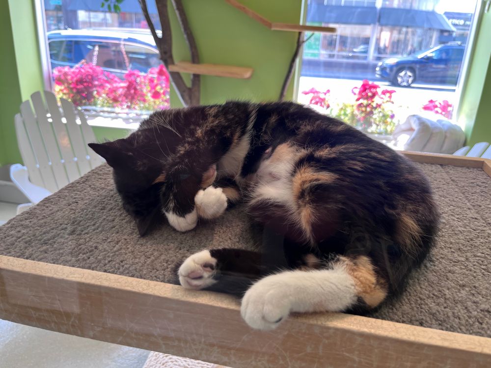 A tortie with white paws lies curled up with front paws in front of her face, snowing on a carpet-covered platform