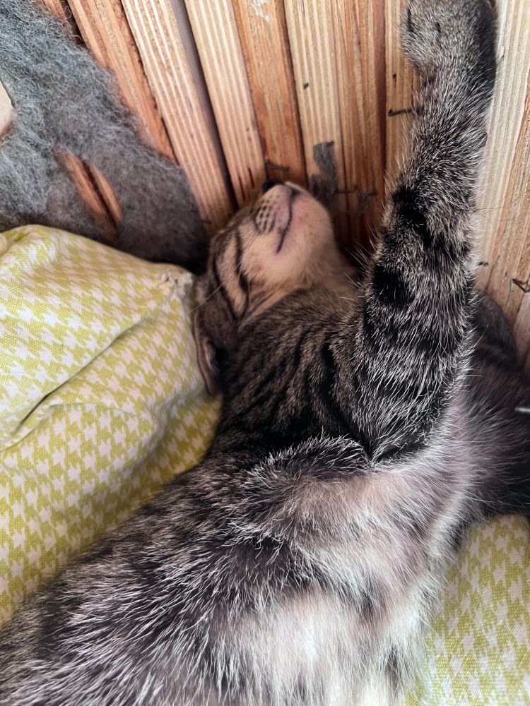 A brown tabby kitty is sacked out atop a light green printed pile, his paws stretching up some wooden walls