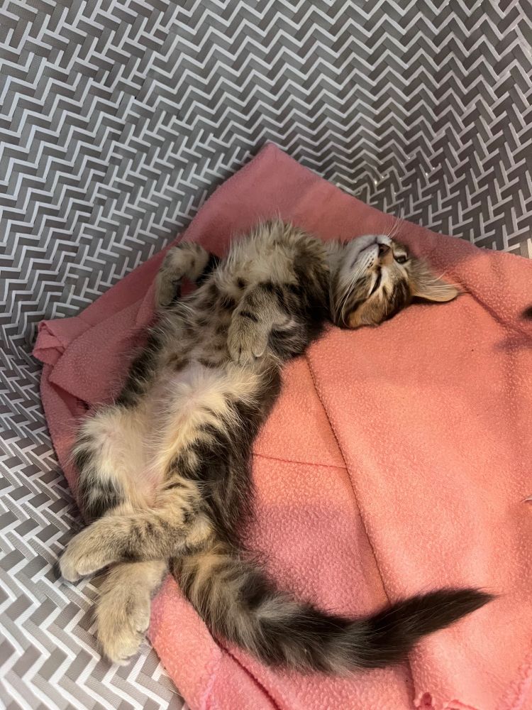 Against a peach fleece and gray checked basket, A brown tabby kitten sleeps on his back, back feet crossed and head tilted.