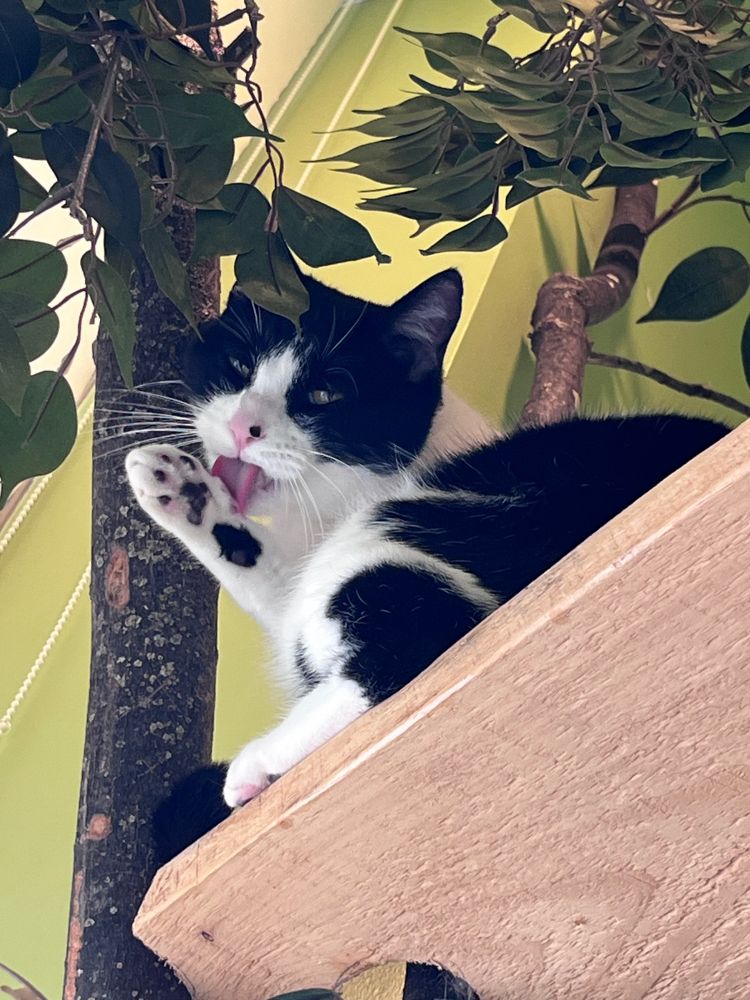 Shot from below, a black and white cat sits on a wooden shelf amongst fake greenery, licking his paw (with cute little black toe-beans).