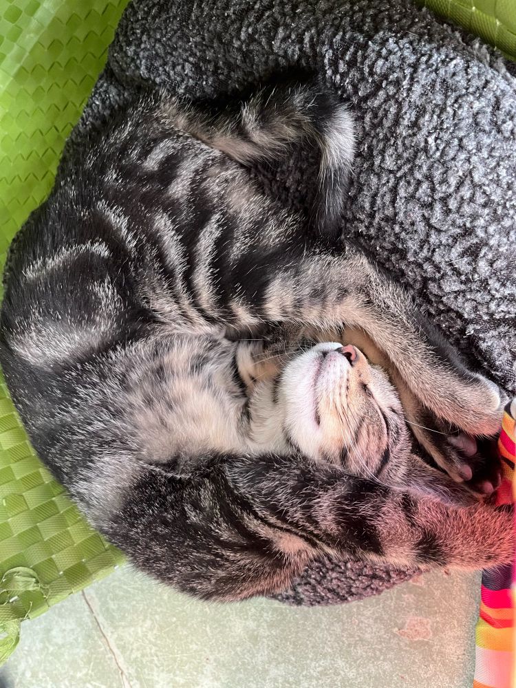 A brown tabby kitten lies sleeping on her back, arms above her head.