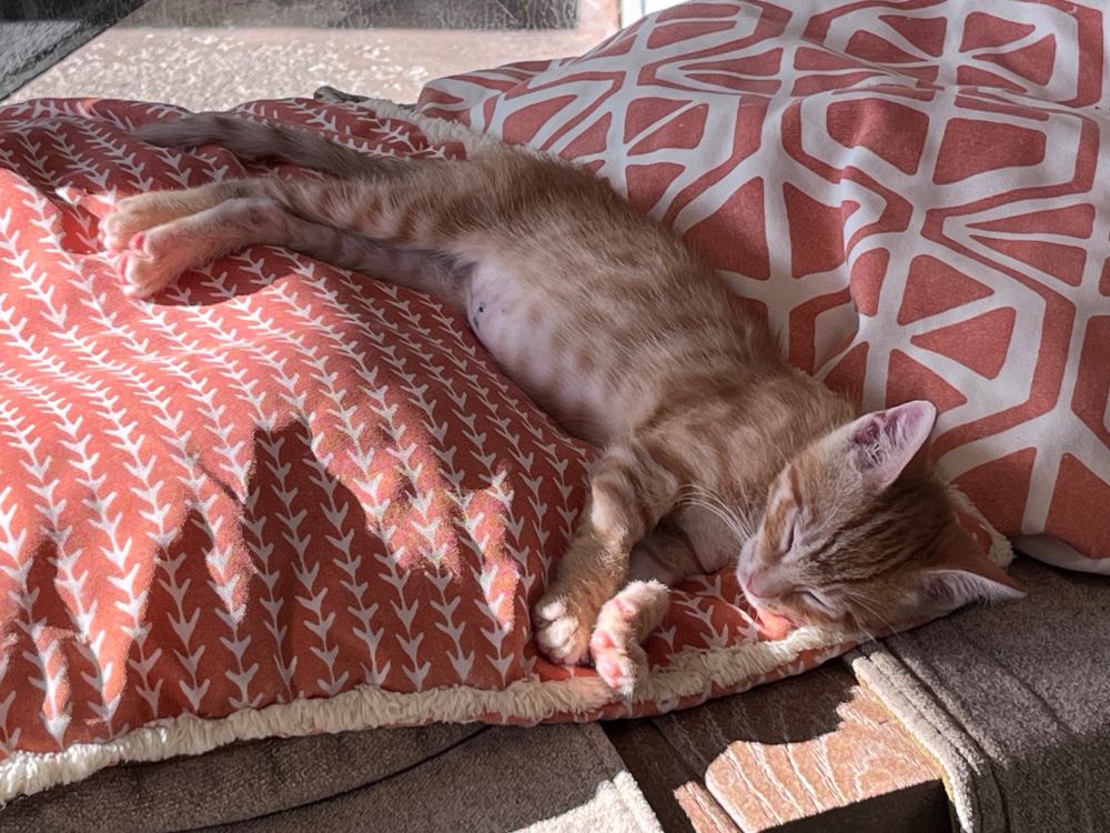 An orange tabby kitten lies sleeping atop a pair of orange print pillows, revealing a spotted belly