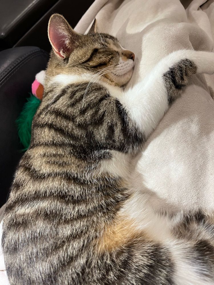 A brown and white tabby cat lies sleeping on a lap covered by a cream-colored blanket.
