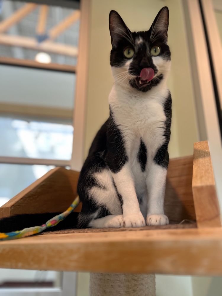 A black and white cat sits upon a shelf, his tongue licking his nose.