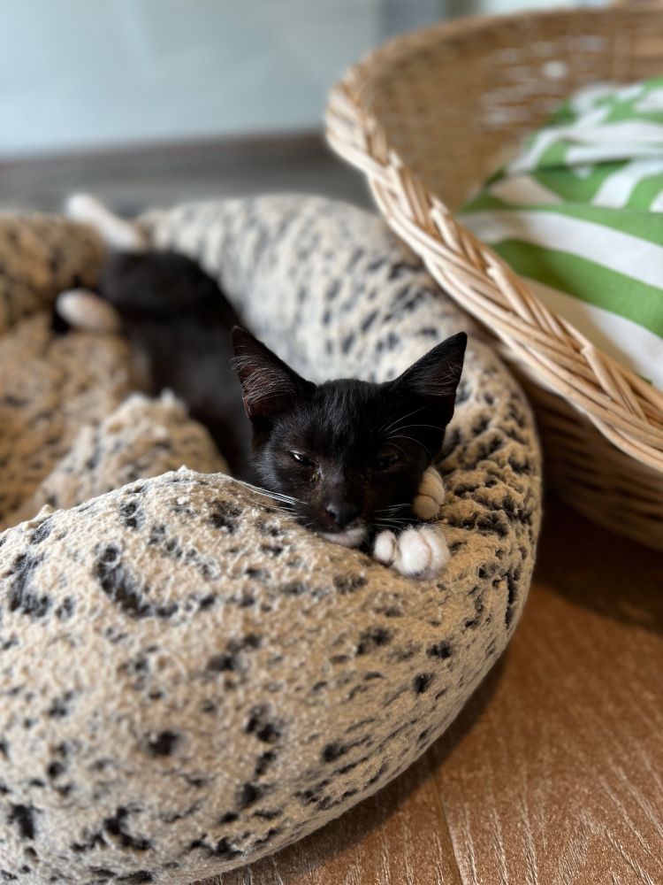 A black kitten with white paws and white whiskers stretches out on a puffy cat bed, head on front paws, blinking at the camera.