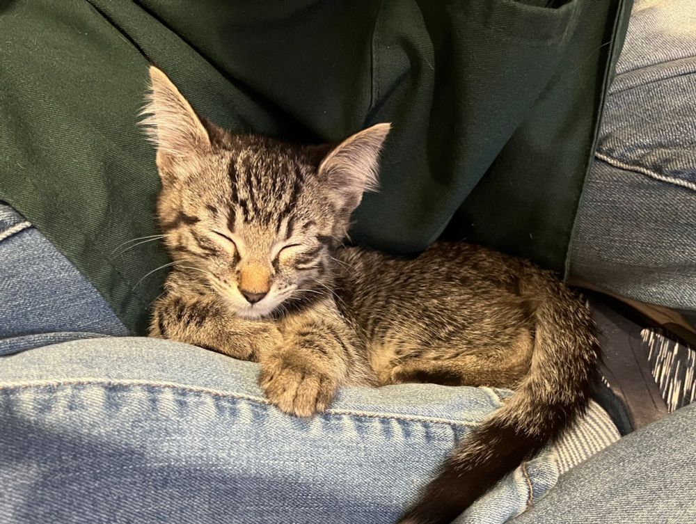 A tiny brown tabby kitten sleeps in the lap of someone wearing faded jeans and a green apron.