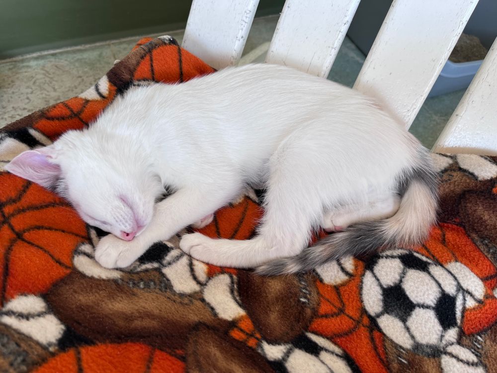 A white kitten with calico tail lies snoozing on an orange fleece w/ soccer ball print