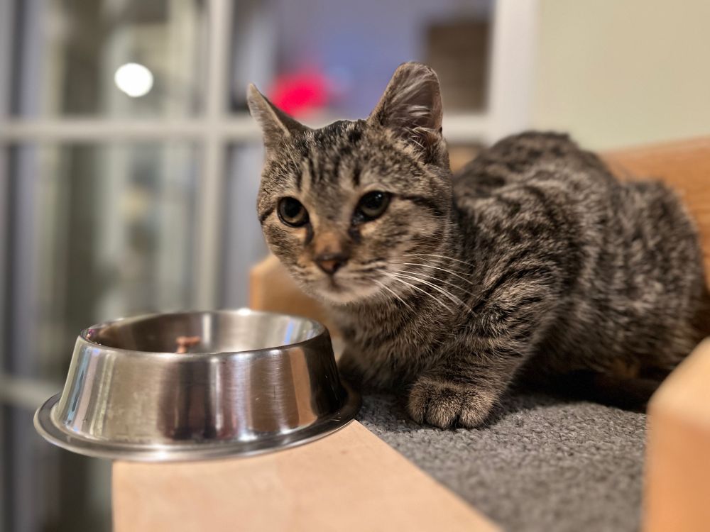 A brown tabby kitten sits perched next to a stainless steel bowl.