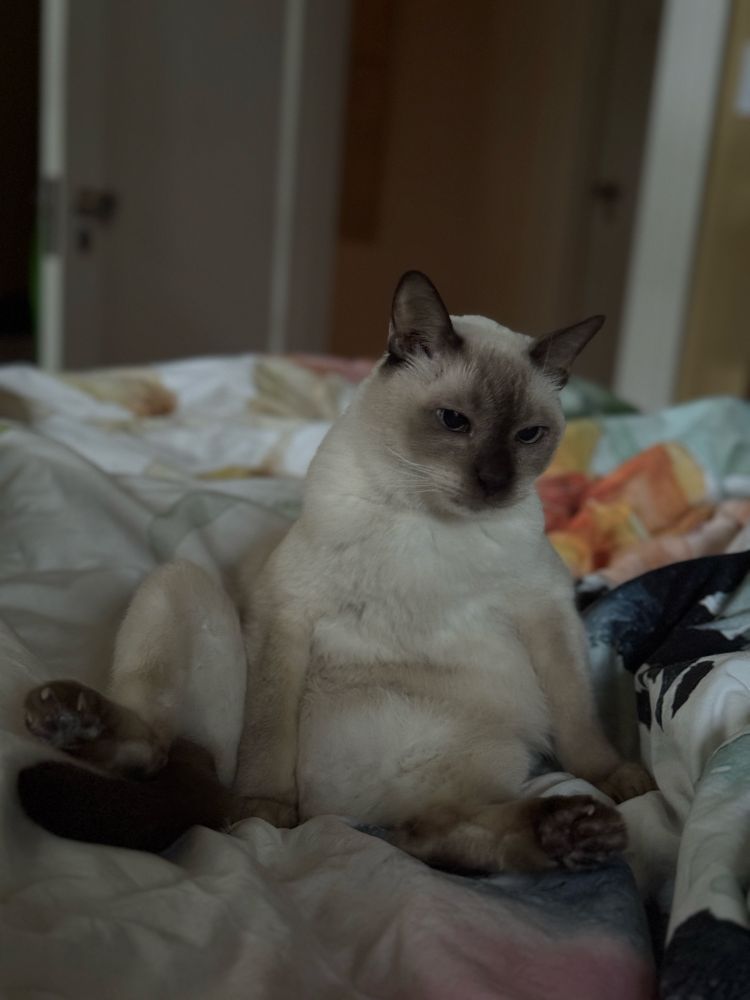 An absolute dork of a Tonkinese cat, in a pose that defies description. 