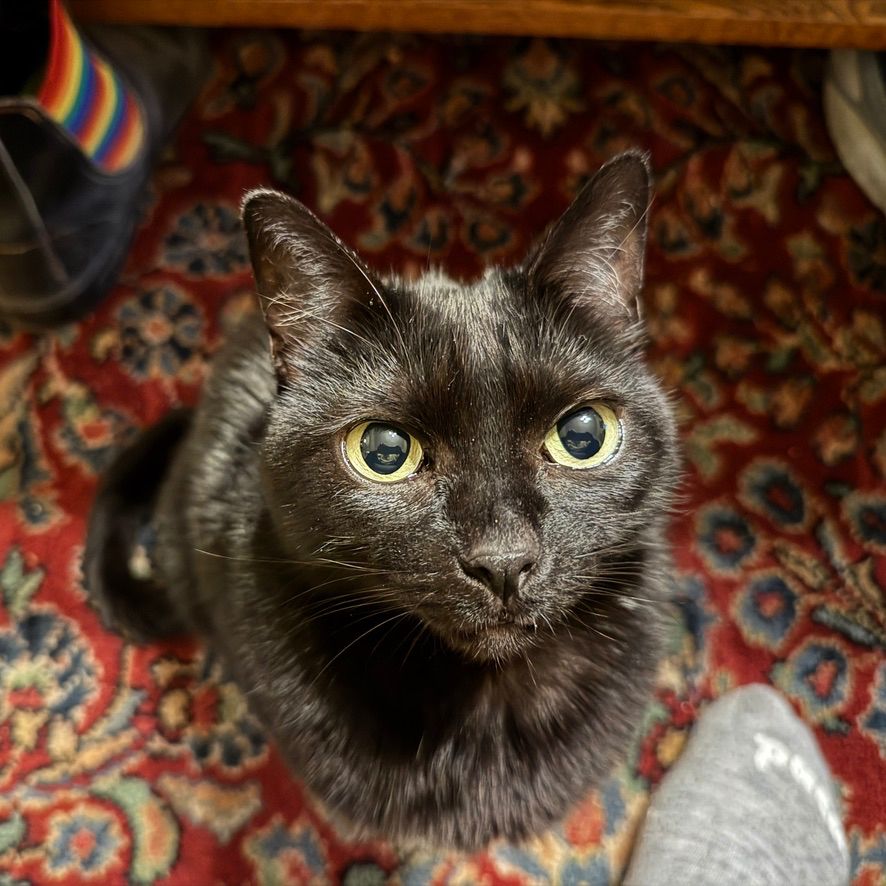 A small black cat, Zoe the Void, sits on a colorful rug and is staring intently at you[r soul]. 