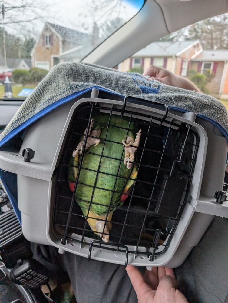 A double yellow headed amazon parrot climbing the door of a grey carrier in a car. She's upside down.