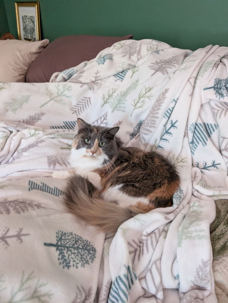 An absolutely gorgeous fluffy dilute calico cat on a white fleecy blanket with brown and green trees on it.