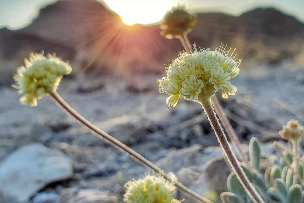 A Nevada Lithium Mine Nears Approval, Despite Threatening the Only Habitat of an Endangered Wildflower - Inside Climate News