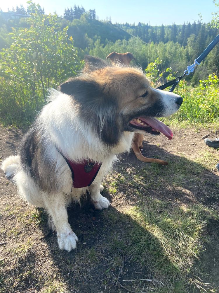 Belle our beautiful girl enjoying a bit of a break