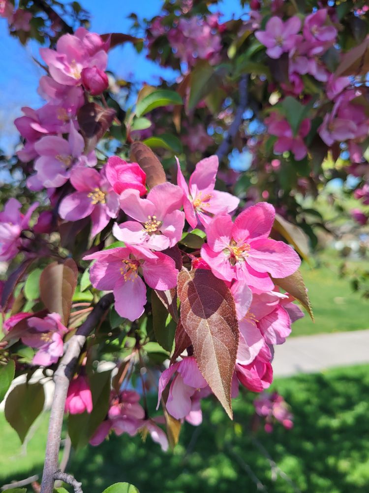 Barbie pink crabapple flowers