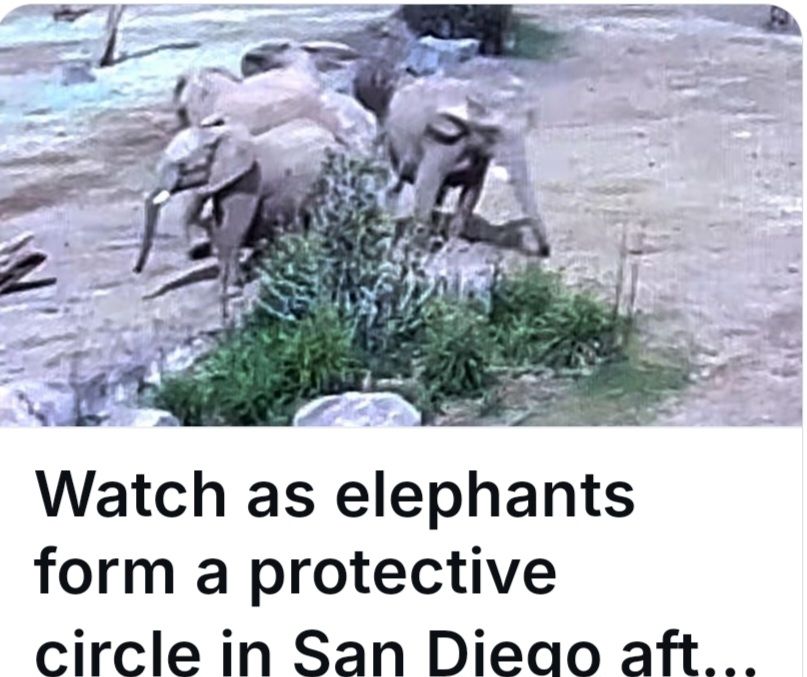 Elephants assembling in a circle protecting one another. We can all learn from them. 