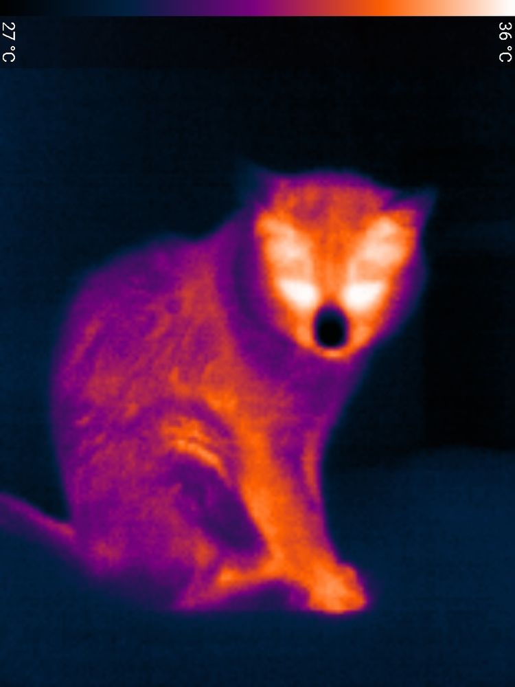 Thermal image of a cat