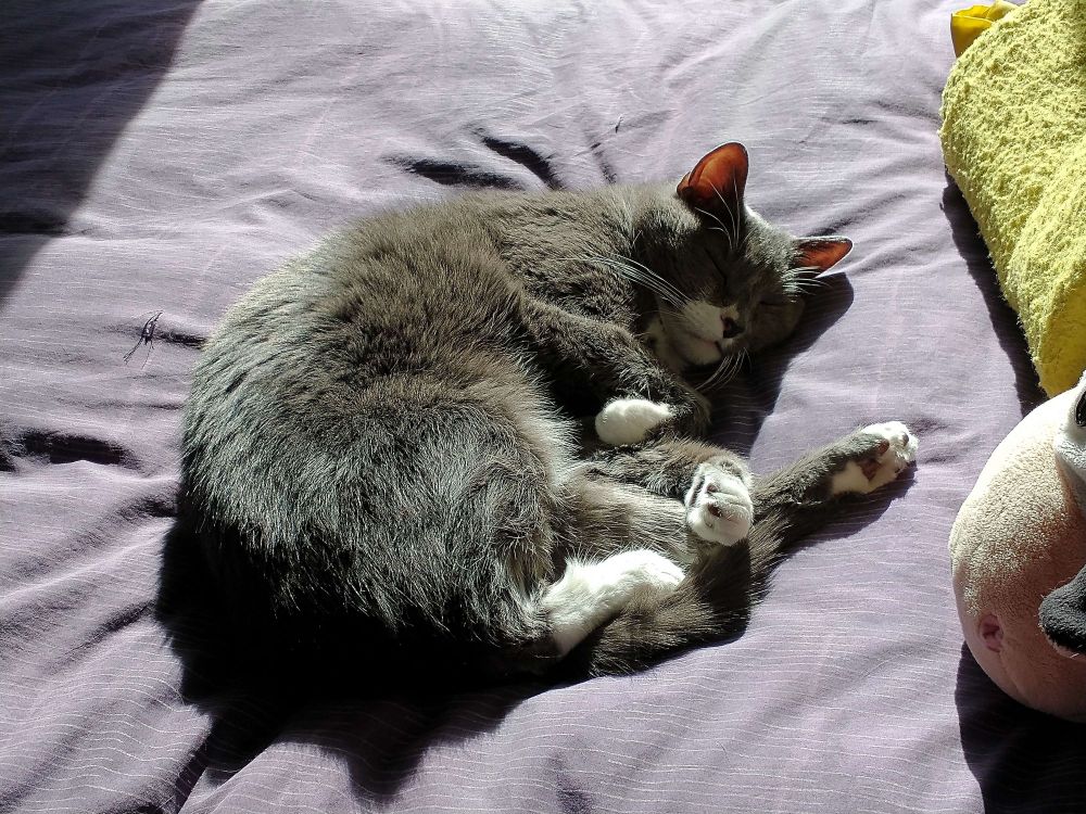 A picture of a grey cat asleep in the sun with one back leg stretched out