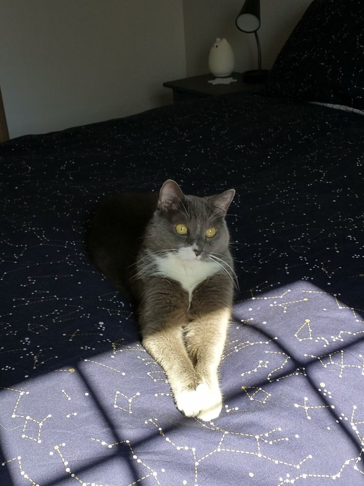 A grey and white cat lying with his front paws in the sun