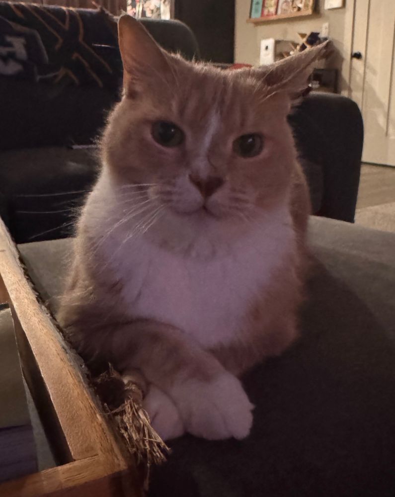 Apollo sitting so nicely