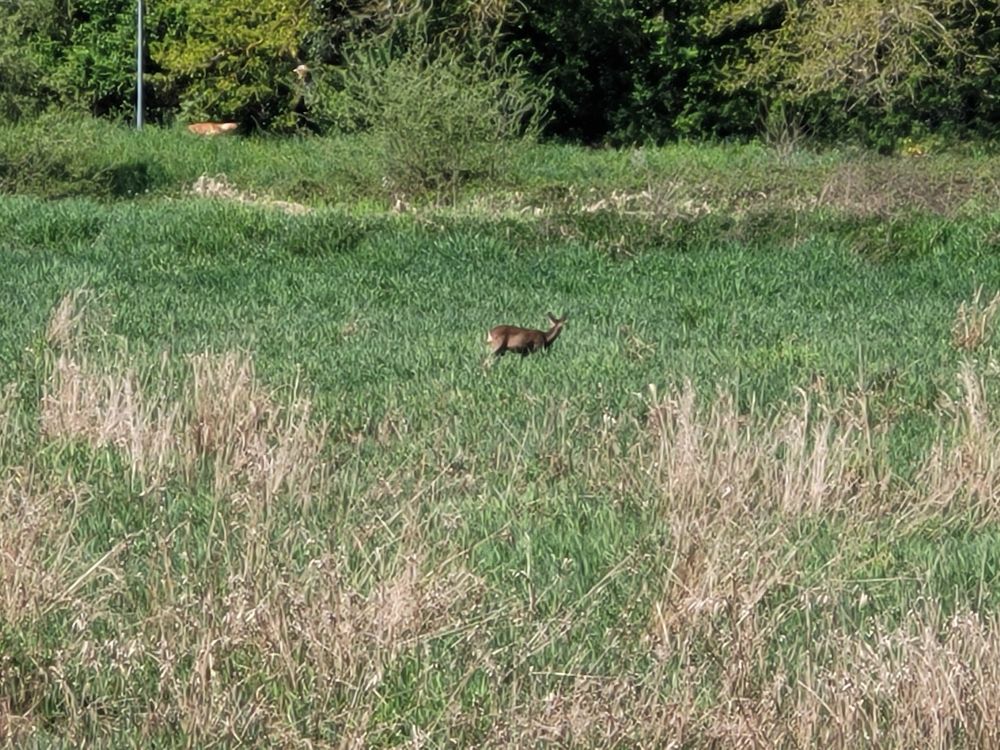 Photo d'un chevreuil au milieu d'un bassin de retenue en herbe.