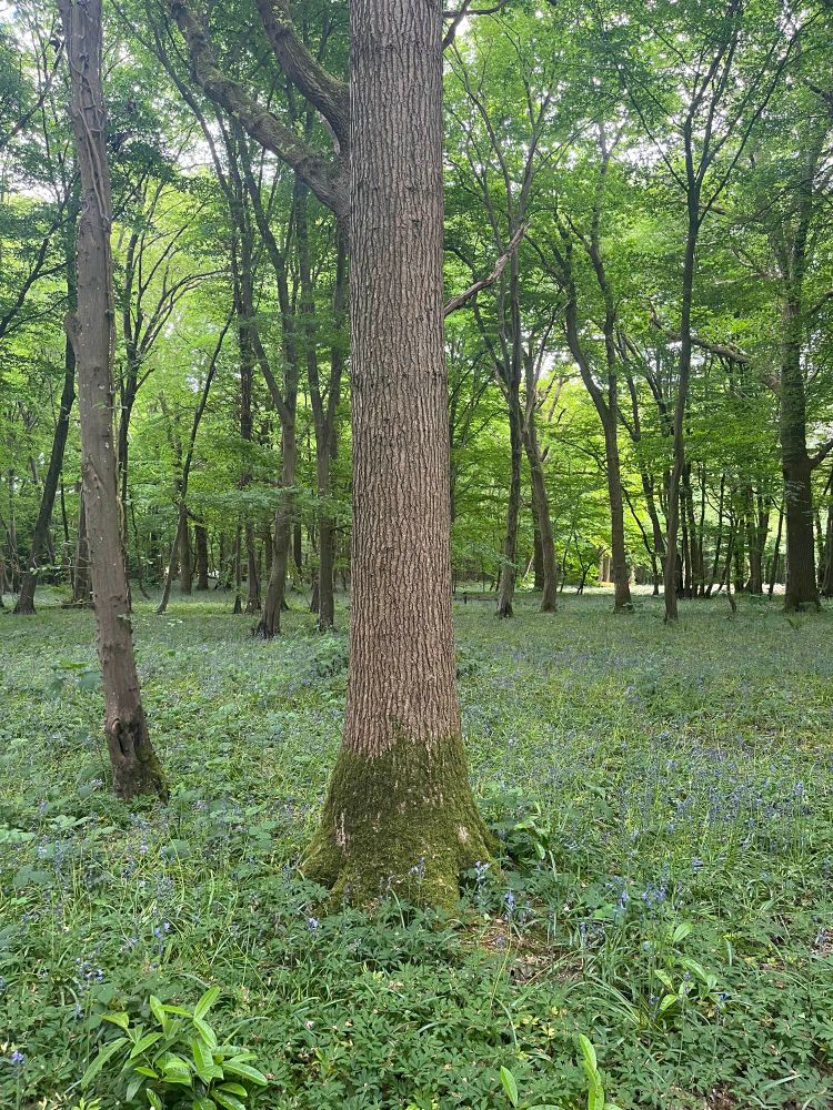 Trees and bluebells 