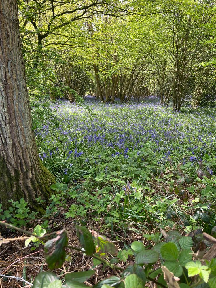 Trees and bluebells