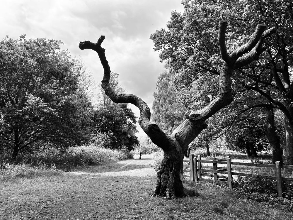Trees