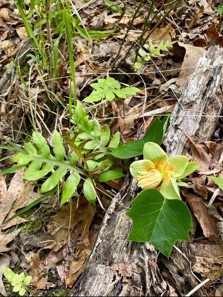 Tulip poplar tree flower (Liriodendron tulipifera) laying on the woodlands floor next to native Netted Chain Fern (Woodwardia areolata ) native  sapling of Rivercane (Arundinaria appalachiana) 