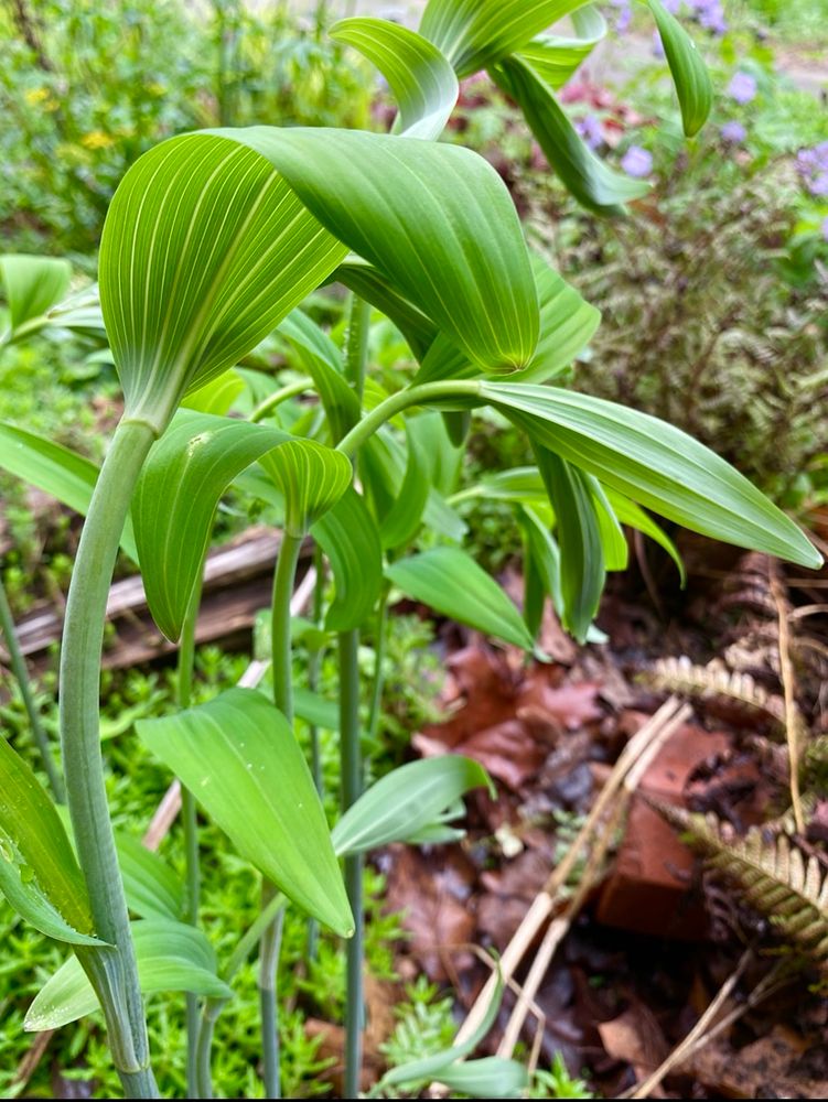 The whimsical Giant Solomon's Seal leafing out 