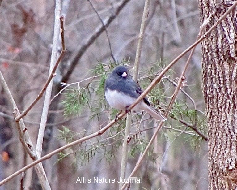 A Junco perched on a tree limb facing the camera. Black bird with white chest backyardwildlife birds birdwatching 