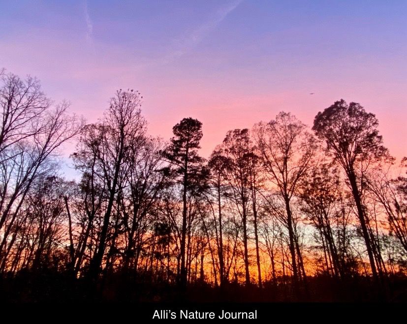A sunset in the Carolinas with colors of pinks, light blues, and orange. A silhouette of a deciduous and evergreen tree line is in the foreground. scape stickseason autumn peace nature
