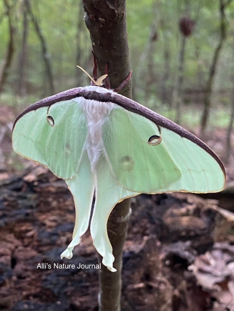 A light, lime-green Luna Moth anchored on a tree sapling drying its wings. Adult luna moths live a short life span of approximately 10 days with its sole purpose to find a mate and create the next generation of luna moths. Adults have no mouths. They mate after midnight. Females deposit eggs on host trees that include Walnut, Persimmon, Hickory, Sweetgum, Birch, White Oak, Pecan, and Beech. Caterpillars feed on the leaves for approximately 6 weeks. moths lunamoth invertebrates biodiversity habitatgardening wildlifegardening