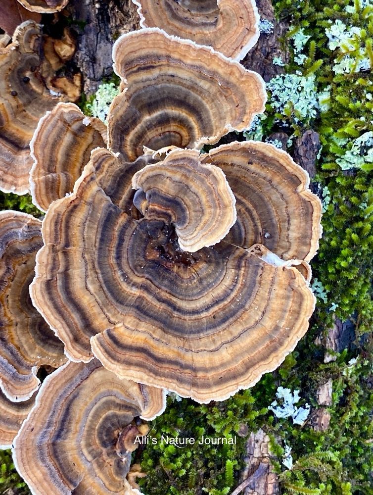 A close up of the Turkey-tail mushroom (Trametes versicolor) surrounded by green moss and a few patches of grey lichen. Mushroom is rounded shape and brown in color. concentric rings of various shades of brown and dark brown are present. hiking nature turkeytail turkeytailmushroom