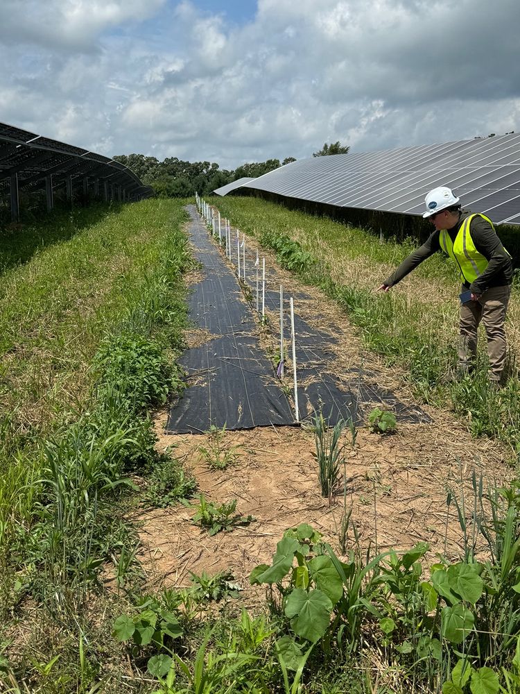 Research project at an agrivoltaics site
