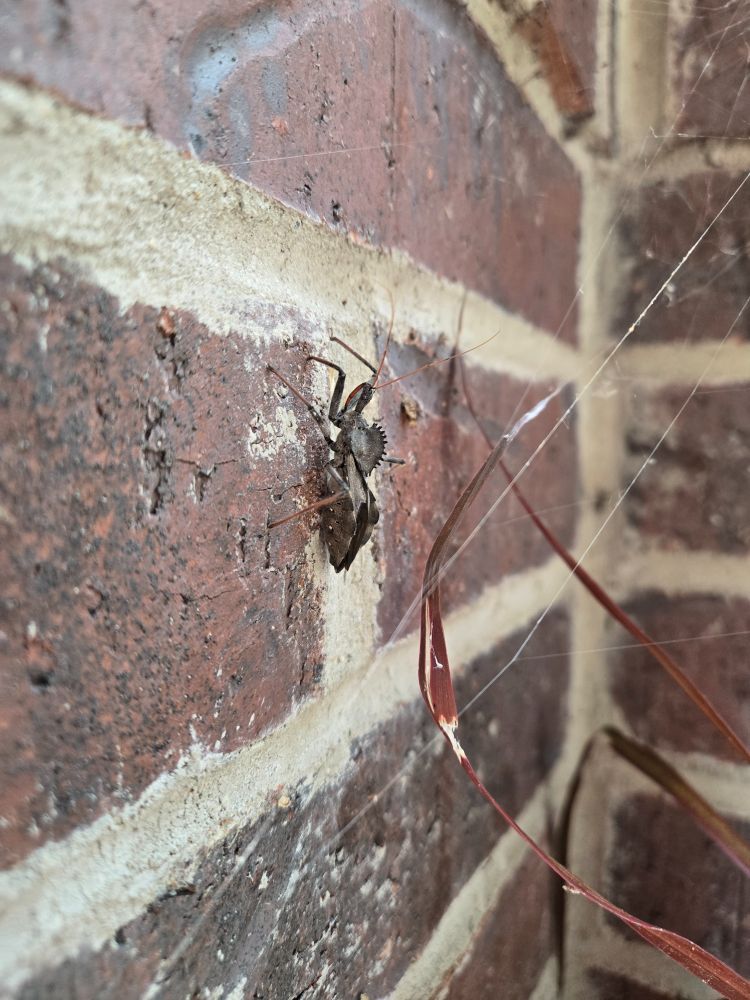 A large gray wheel bug on a brick wall